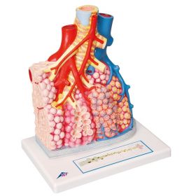 Pulmonary Lobes Model [Pack of 1]