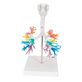CT Bronchial Tree with Larynx Model [Pack of 1]