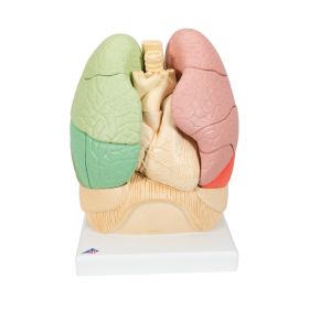 Segmented Lung Model (20 Part) [Pack of 1]