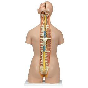 Classic Unisex Torso Model with Open Neck and Back (18 part) [Pack of 1]