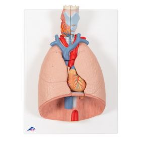Lung Model with Larynx (7 part) [Pack of 1]