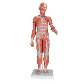 Complete Dual Sex Muscular Figure (33 part) [Pack of 1]