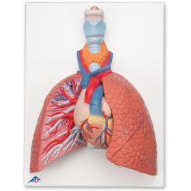 Lung Model with Larynx (5 part) [Pack of 1]