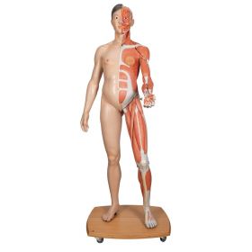 Life-Size Dual Sex Asian Human Figure Model (39 part) Dual Sex Anatomy Model [Pack of 1]