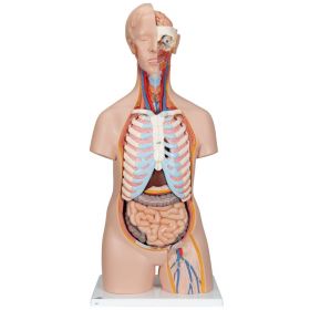 Classic Unisex Torso Anatomy Model (16 part) [Pack of 1]