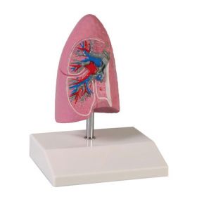 Lung Model (1/2 life size) [Pack of 1]