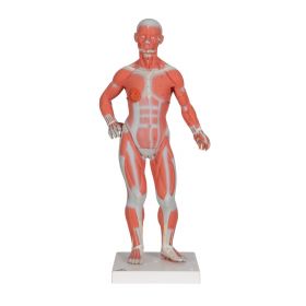 Mini Muscle Figure (2 part)  [Pack of 1]