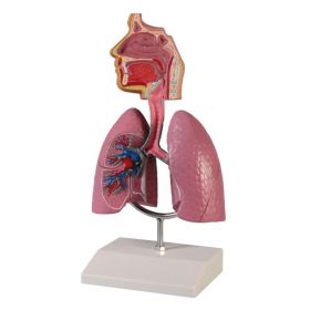 Respiratory System Model (1/2 life size) [Pack of 1]