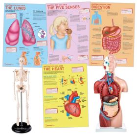 Primary School Anatomy Collection [Pack of 1]