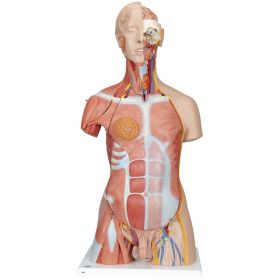 Deluxe Dual Sex Muscle Torso (31 part) [Pack of 1]