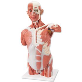 Life-Size Muscle Torso (27 part) [Pack of 1]
