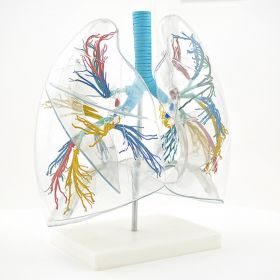 Transparent Lung Model (2 times life size) [Pack of 1]