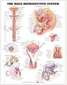 Anatomical Chart The Male Reproductive System