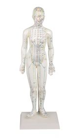 Female Acupuncture Model (48 cm tall) [Pack of 1]