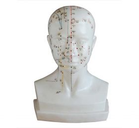 Life Size Head Acupuncture Model [Pack of 1]