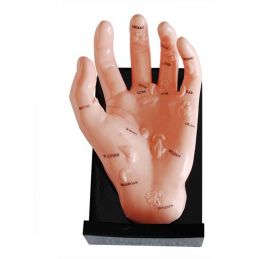 Hand Model with Acupuncture Points and Organs [Pack of 1]