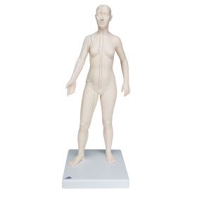 Female Acupuncture Model [Pack of 1]