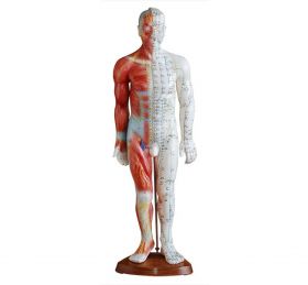 Acupuncture Model with Muscles (55 cm tall) [Pack of 1]