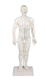 Male Acupuncture Model (50 cm tall) [Pack of 1]