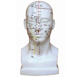 Head Acupuncture Model [Pack of 1]