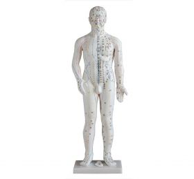 Male Acupuncture Model (70 cm tall) [Pack of 1]