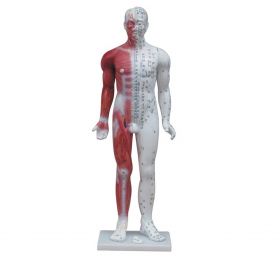 Acupuncture Model with Muscles [Pack of 1]