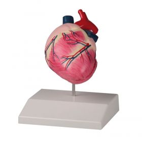 Erler Zimmer Canine Heart Life Size 75 x 90 x 110mm [Pack of 1]