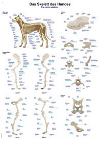 Erler Zimmer Anatomical Chart 500 x 1000mm The Canine Skeleton [Pack of 1]