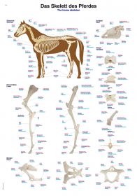 Erler Zimmer Anatomical Chart 500 x 1000mm The Horse Skeleton [Pack of 1]