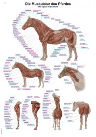 Erler Zimmer Anatomical Chart 500 x 1000mm The Equine Musculature [Pack of 1]