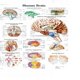 Anatomical Chart - The Brain