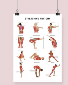 Stretching Anatomy Fine Art Print  Framed Print with Mount Natural Wood A1 [Pack of 1]