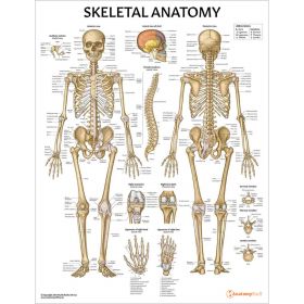 Skeletal Anatomy Chart / Poster - Laminated [Pack of 1]