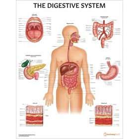 Digestive System Anatomy Chart / Poster - Laminated [Pack of 1]