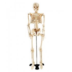 Mr Thrifty Desktop Skeleton Model [Pack of 1]