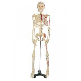 Mr. Thrifty Painted & Numbered Skeleton Model [Pack of 1]