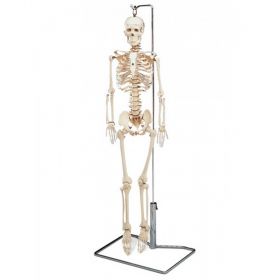 Mr Thrifty Flexible Skeleton Model With Spinal Nerves [Pack of 1]