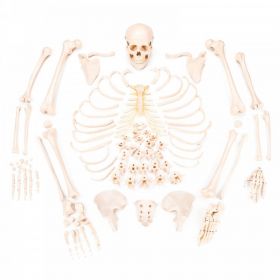 Budget Disarticulated Skeleton Model [Pack of 1]