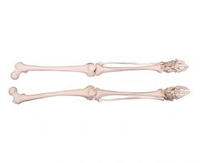 Budget Leg Skeleton Model Pair (Left and Right) [Pack of 1]