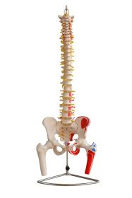 Budget Flexible Spine Model with Pelvis, Femoral Heads and Painted Muscles [Pack of 1]
