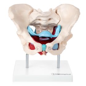 Budget Pelvis Model with Organs and Pelvic Floor Muscles [Pack of 1]