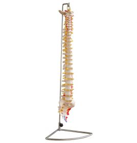 Budget Flexible Spine Model with Painted Muscles [Pack of 1]